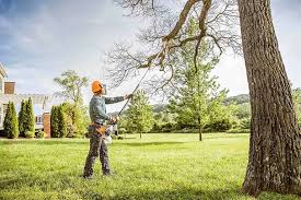 Best Tree Cabling and Bracing  in Lutz, FL